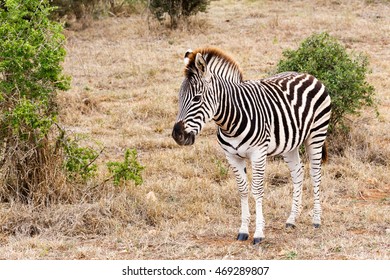 Walking On The Field -  Burchell's Zebra Is A Southern Subspecies Of The Plains Zebra. It Is Named After The British Explorer And Naturalist William John Burchell.