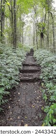 walking on path through with the tree sorround by green atmosphere