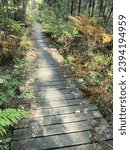 Walking on a wooden path in a forest. Early fall, first leaves with color, lots of sunlight and daylight. Taken mid-Michigan in late September on the Lost Twin Lakes trail. No people. Vertical.