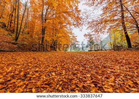 Similar – Image, Stock Photo An autumnal path with trees and light and shadow