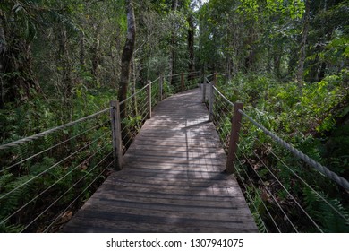 Walking Path In The Barron Gorge, Cairns, Australia