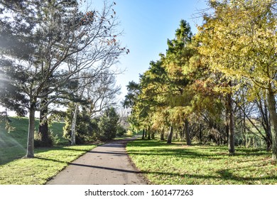 Walking path between trees on sunny day