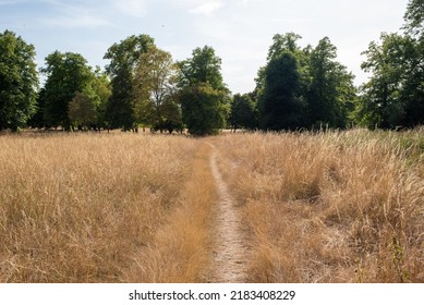 Walking path in a dry English meadow.