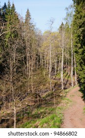 Walking path in the forest