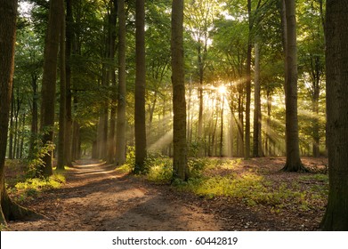 Walking path in forest at morning with beautiful sunbeams.
