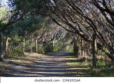 Walking path in forrest during daytime on sunny day