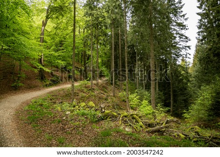 walking path in green spring forest