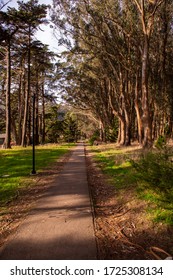 Walking Path Lined Up With Trees In Presidio Park, San Francisco