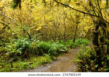 Walking Path in Lush Hoh Rainforest during fall season with beautiful changing colors, highlighting many bright green ferns. 