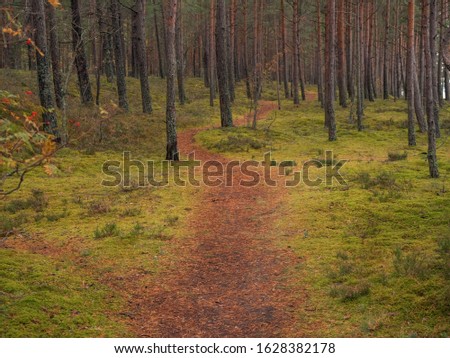 Walking path in a pine forest, Jurmala region of Latvia. Nobody.