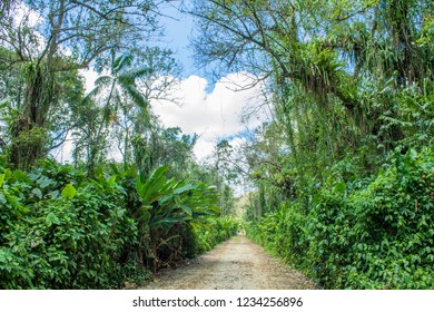 Walking Path In The Rainforest Jungle Of Nature Park, And Former Coffee And Cocoa Plantation 'Peperpot', Commewijne, Suriname. 