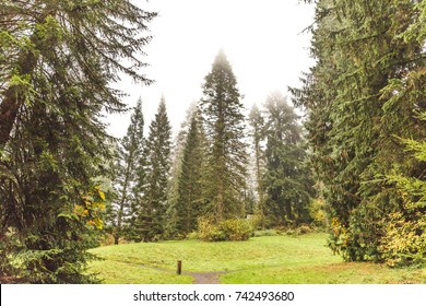 Walking path splitting two directions under tall trees in a foggy forest.