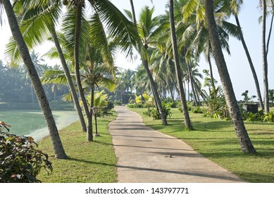 Walking path surrounded by coconut trees in Kerala, India.