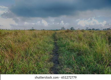 Walking Path In The Tall Grass Field