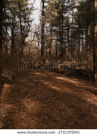 a walking path that ventures deeper into the forest