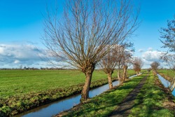 Walking Path Through Dutch Polder With Pollard Willows Near City Of Oudewater In The Netherlands. Enjoying Winter With A Seasonal Guided Walking Tour Through The Countryside. 