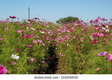 Walking Path Through Field Of White And Purple Flowers