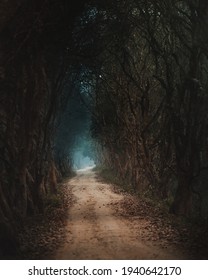 Walking path through the forest
