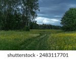 Walking path through a meadow of blooming dandelion meadow in Latvia, Gauja National Park