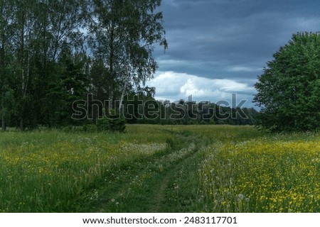 Walking path through a meadow of blooming dandelion meadow in Latvia, Gauja National Park