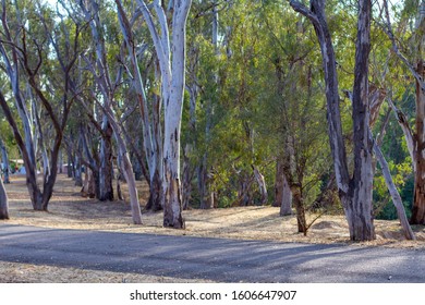 A walking path through riverside eucalyptus trees