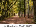 Walking path through State Park in WI during Autumn