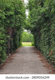A walking path thru trees to an open field