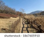 A walking path and trees