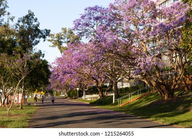 Walking Path Under Jacaranda Trees In The Brisbane Suburb Of West End