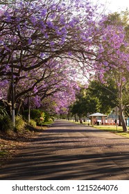 Walking Path Under Jacaranda Trees In The Brisbane Suburb Of West End