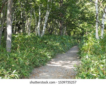 Walking path in the woods
