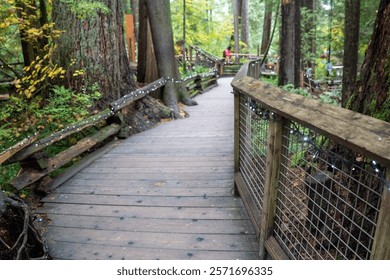 A walking path in the woods, lined with clean wooden planks and flanked by sturdy wooden railings.