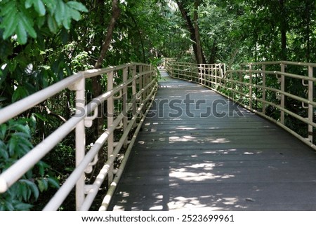 Walking paths through the rainforest in Manuel Antonio National Park in Costa Rica.