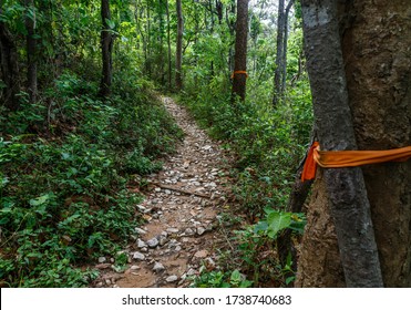 walking up the pathway of monks to doi suthep from the middle of the forest - chiang mai thailand