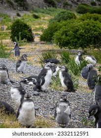 Walking in a penguin colony in South America - Shutterstock ID 2332112591