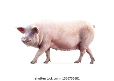 walking pig isolated on white background