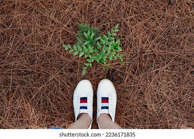 walking in the pine forest looking down the shoes and small fern