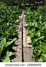 Walking Planks On The Appalachian Trail In Pennsylvania