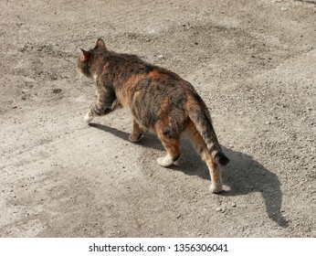  Walking Pregnant Cat From Behind