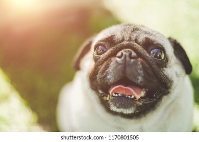 walking with pug