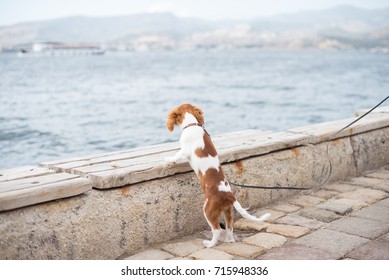 Walking puppy cavalier king charles the waterfront