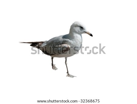 walking Ring billed Seagull isolated on white