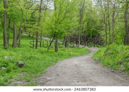 Walking road in deciduous forest of trees and shrubs. Path in undergrowth or summer green bush and herbaceous cover. Woodland pathway is lush underbrush with ecosystem. Mixed forest scape.