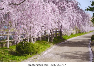 Walking route weeping cherry blossom trees in Kitakata, Fukushima of Japan.