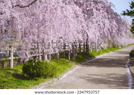 Walking route weeping cherry blossom trees in Kitakata, Fukushima of Japan.