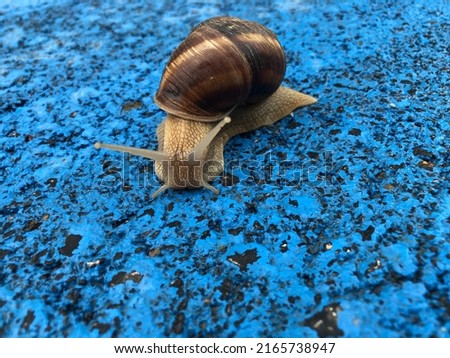 A walking snail with antennas on a blue background. shell animal. Helix. Loneliness. Alone. Wet friend. Slowness. Slow animal. Antennae. After rain. 