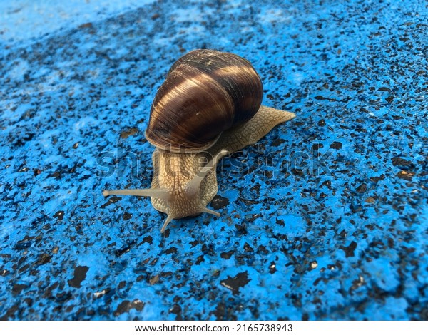 A walking snail with antennas on a\
blue background. shell animal. Helix. Loneliness. Alone. Wet\
friend. Slowness. Slow animal. Antennae. After rain.\
