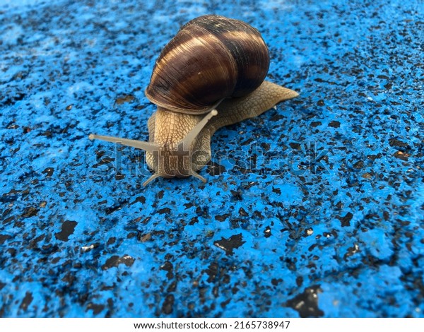 A walking snail with antennas on a\
blue background. shell animal. Helix. Loneliness. Alone. Wet\
friend. Slowness. Slow animal. Antennae. After rain.\
