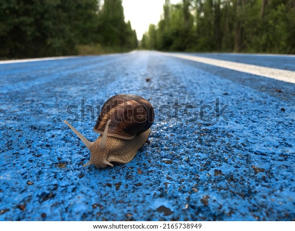 A\
walking snail with antennas on a blue background. shell animal.\
Helix. Loneliness. Being alone on the world. Alone on the road. Wet\
friend. Slowness. Slow animal. Antennae. After rain.\
