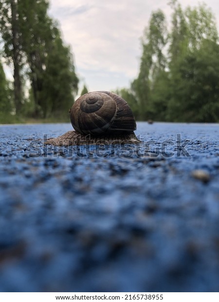 A walking snail with antennas on a blue\
background. shell animal. Helix. Loneliness. Being alone on the\
world. Alone on the road. Wet friend. Slowness. Slow animal.\
Antennae.After rain.Helix\
structure